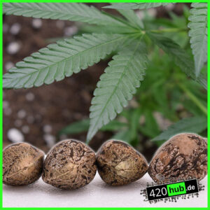 cannabis seeds 420hub onlineshop